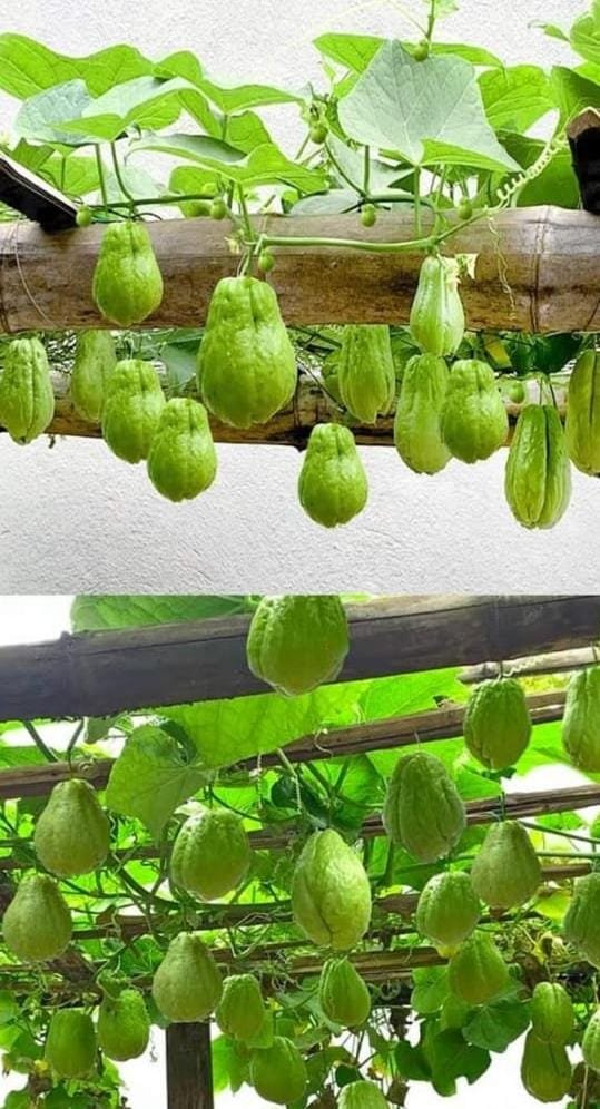 Sikkimese organic food thukpa